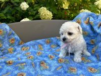 Łeska Vel Tasha - 6 tygodni